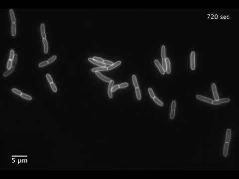 E. coli cells, with their cell walls fluorescently labeled, growing during oscillatory osmotic shock
